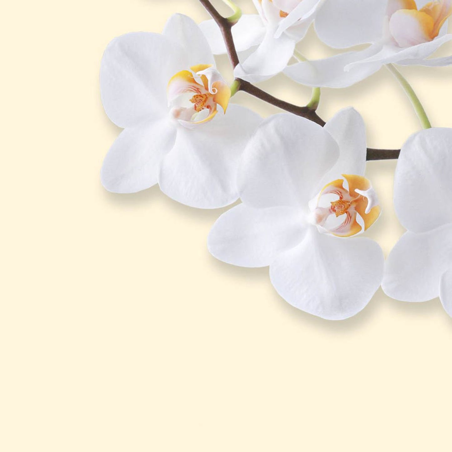SIGEL Motivpapier White Orchid Motiv DIN A4 90 g/qm | DP904 | 1 Pack = 50 Blatt