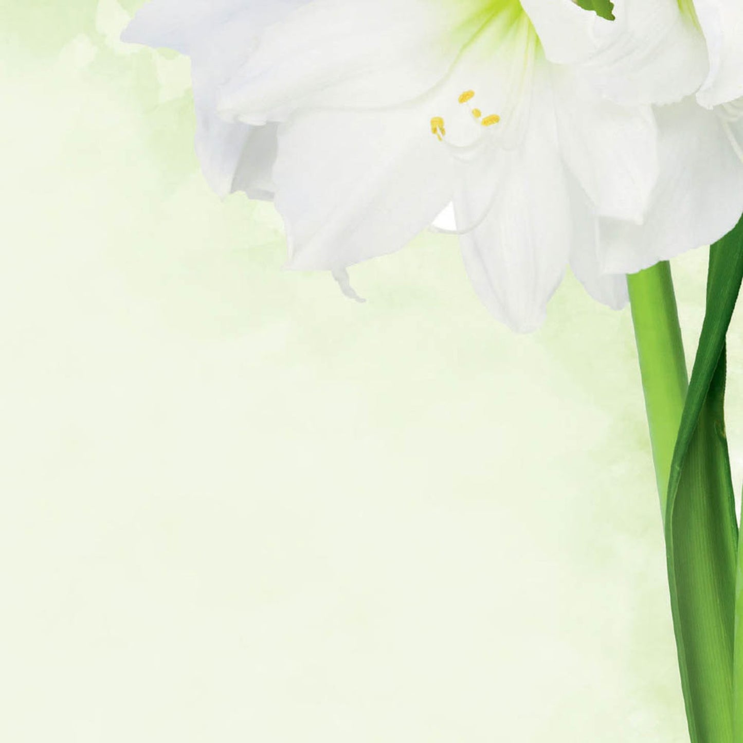 SIGEL Motivpapier Green Flower Motiv DIN A4 90 g/qm | DP463 | 1 Pack = 25 Blatt